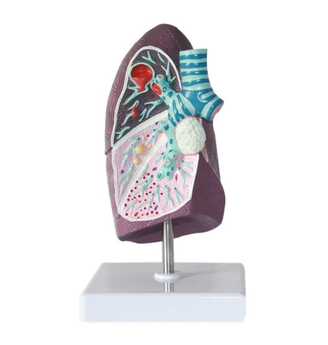 Scientifica Modello Esposizione Modello Di Anatomia Polmonare Umana Per Lo Studio E La Ricerca Della Scuola Medicina Per Comprendere Struttura Del Segmento Per Uso Educativo