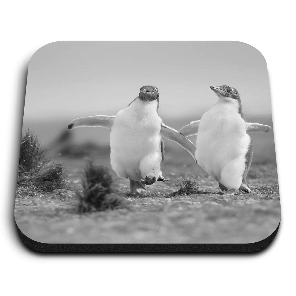 Destination Vinyl Ltd Multicolor 1 X Square Mdf Fridge Magnet - Gentoo Penguin Ny Penguins 42919