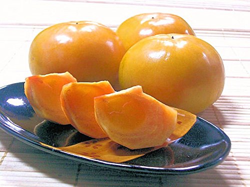 IBcɂ̏ȔS {a̎RY ` l xL` 傫2LTCY 8