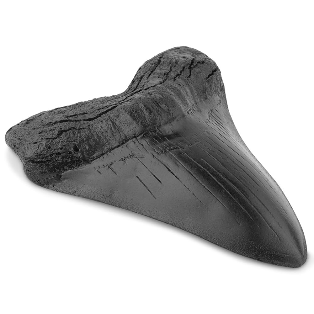 Denti di Squalo da 5 Pollici Modello Dente Megalodonte Gigante Facile da Pulire Decorazione Domestica Denti di Squalo Nero Biologia Marina Fossile Oggetti di Scena for Bambini