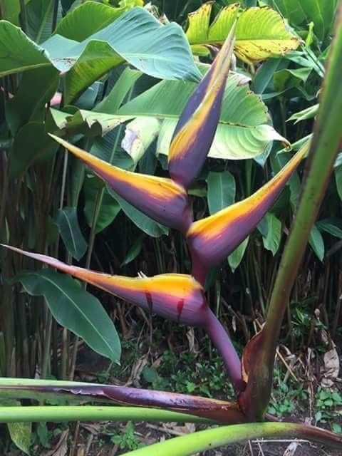 Heliconia Imported Flower Bulbs or Home and Kitchen Gardening Pack of 2 bulbs (PURPLE SHADE)-image-29