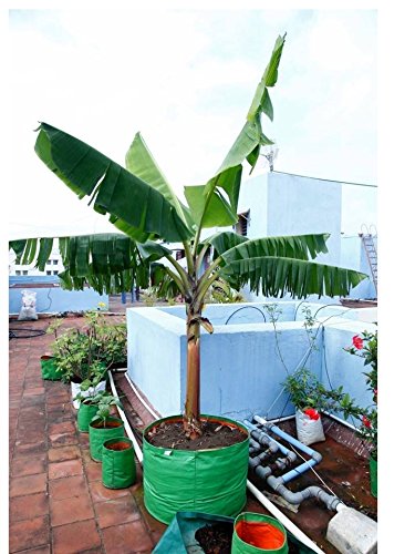 Image of Bio Blooms Agro India Pvt.Ltd. 24 x 24 Inch HDPE Plant Grow Bags for Terrace Gardening | Pack of 10 | Green & Orange Color | Outdoor Use