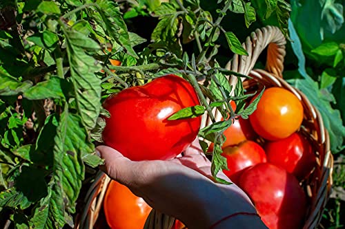 Earthcare Seeds Tomato Big Beef 50 Seeds - Indeterminate Beefsteak (Solanum lycopersicum) F1 Hybrid - Non GMO - Untreated Seed