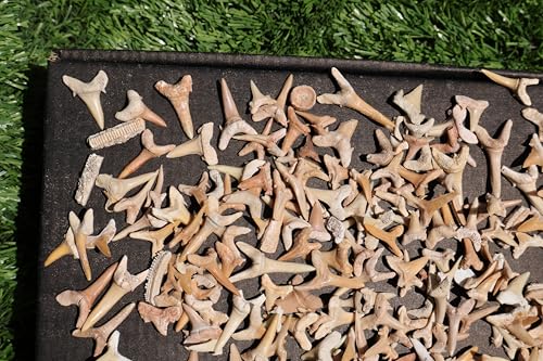 Image of Great Collection of Shark Teeth Fossil Shark Teeth Fossils for Kids Fossils from Morocco A253