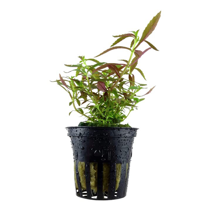 See full amazon price history chart for Limnophila aromatica mini aquarium plant pot Limnophila aromatica mini aquarium plant pot (B0BKTP8SR4) Amazon Price History, Amazon Price Tracker