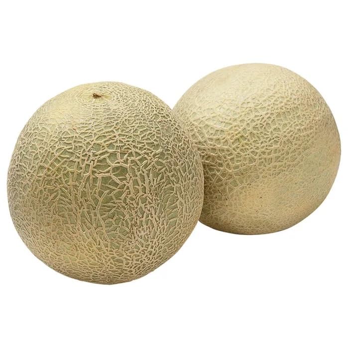 Fresh Cantaloupe Melon, 2 Pounds, Sweet and Juicy