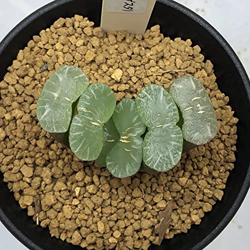 Amazon｜多肉植物：ハオルチア 玉扇（川本氏コンゲスタ）×玉扇 ニシA-V