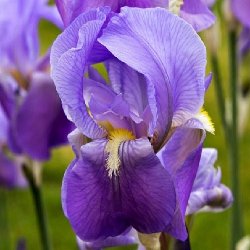 Colore: Blu Pianta Iris