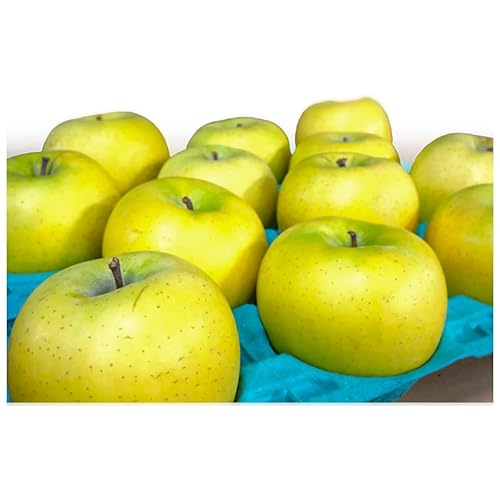 りんご [3月・4月クール便発送] 平均糖度13度以上 訳あり品 家庭用 CA貯蔵 シナノゴールド 約 5kg [ 青森りんご ] フルーツ リンゴ 青森県 家庭用 ジューシー