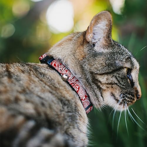 Collar de gato con hebilla resistente y bandana cómoda de calaveras 3