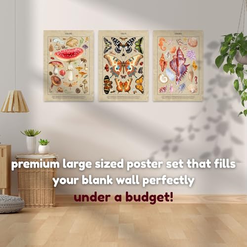 Image of Yellow Town India Vintage Botanical Wall Posters, Set of 3 A3 Prints, 29.7 x 42 cm, Frameless Art with Adhesive, Fungi Mushroom, Butterfly, Seashell Theme