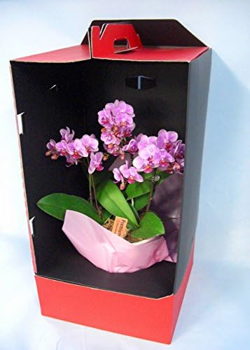 Amazon 花のギフト 椎名洋ラン園の胡蝶蘭 ピンク 3本立ち 持ち運びやすく そのまま贈れるギフトboxに入っています None 観葉植物 通販