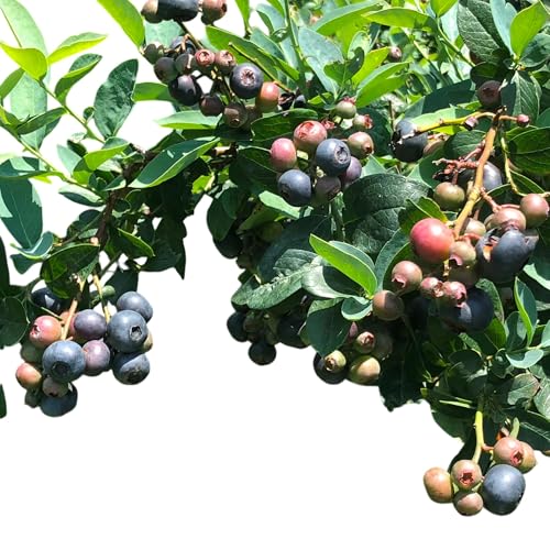Titan Blueberry Bush – Extra-Large Fruit Bearing Shrub, Hybrid Blueberry Plant for Home Gardens and Orchards (Liner/Potted/Single Plant)
