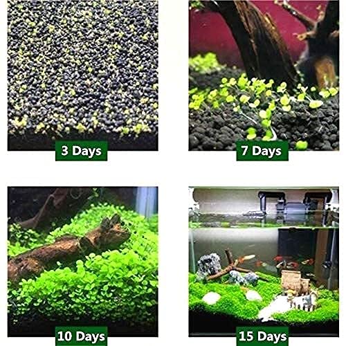 Aquarium Grass Plant Seeds – 6 Pack Aquarium Grass Seeds for Planting - Thumbnail 6