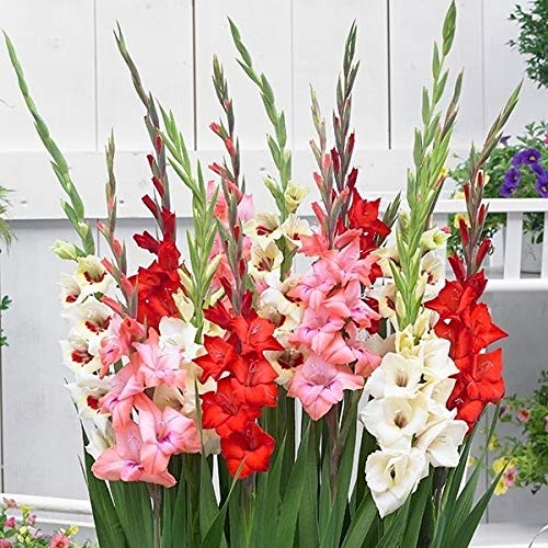 球根 福袋の人気商品 通販 価格比較 価格 Com