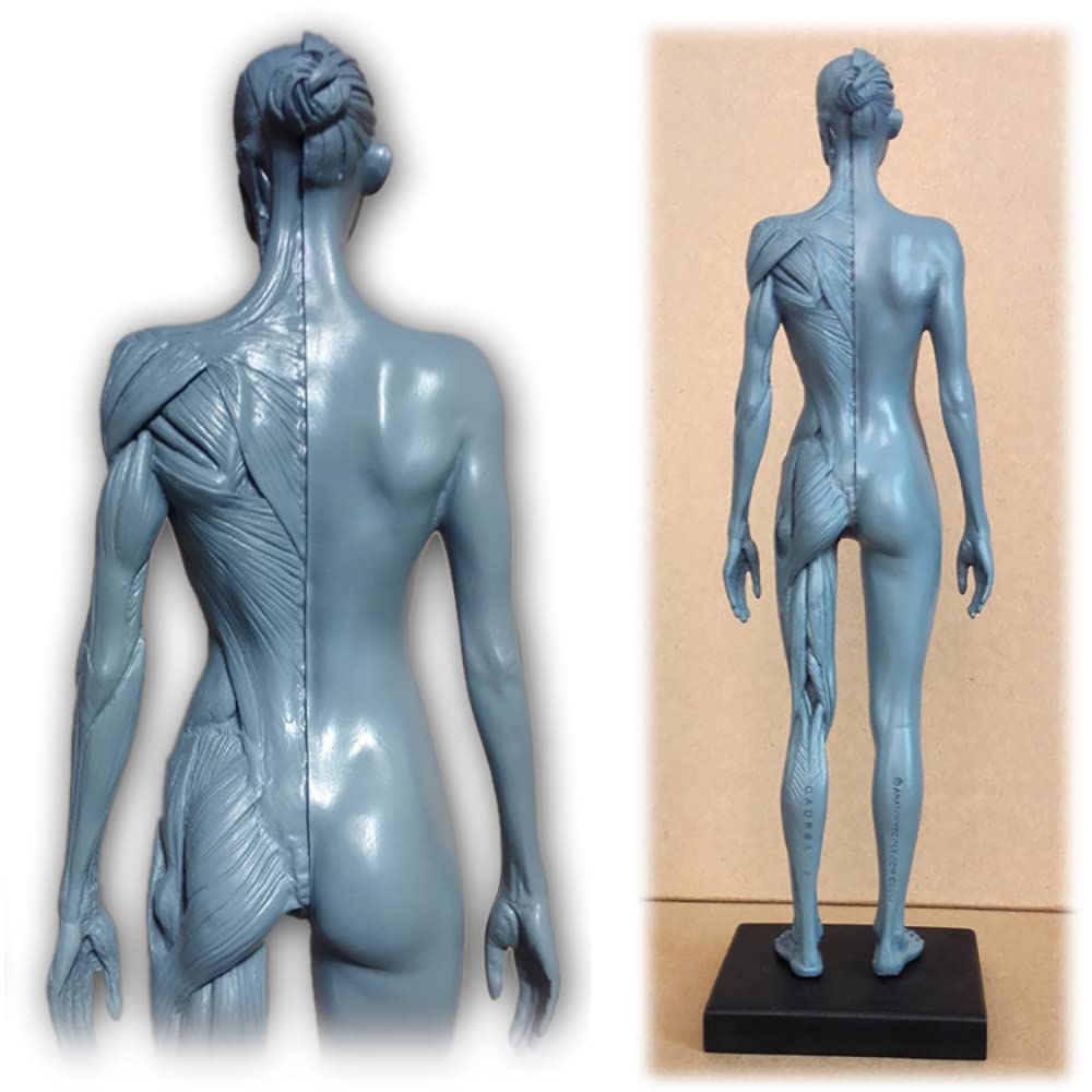 Model ludzkiej budowy, anatomia układu ruchowego, rzeźba z czaszką, model ciała głowy, model układu ruchu 1:6, odpowiedni dla malarzy, rzeźbiarzy (mężczyzn i kobiet)