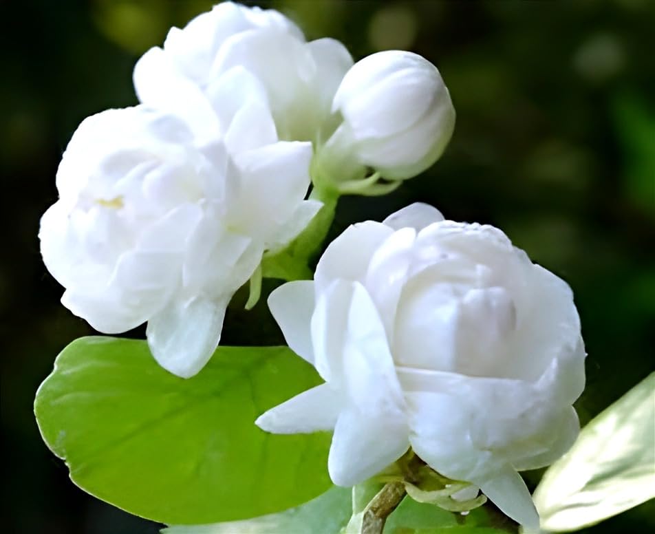 Image of Hidden Enterprise-Most Beautiful Home Garden Healthy Live All Season Wing Dong Jasmine Plant Tree || For Outdoor & Indoor Tree