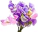 Duftwicke Lathyrus Odoratus Platterbse Sweet Pea 10 Samen 10 er günstig Kaufen-Duftwicke Lathyrus Odoratus Platterbse Sweet Pea 10 Samen