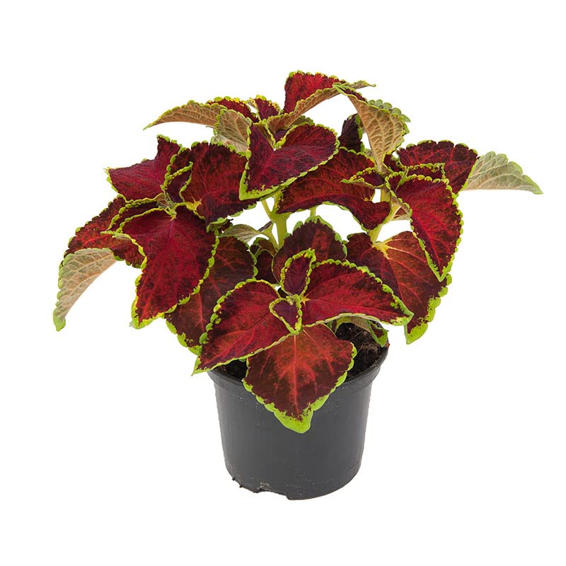 Green Paradise® - Live Maroon Green Coleus Ornamental Plant With Pot (B09WKCSDP9) Amazon Price History, Amazon Price Tracker