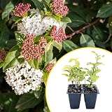 4 Spring Bouquet Viburnum Plants in 3.5" Cubes | Live Evergreen Shrub with Fragrant Pink-White Flowers | Landscape Plant for Hedges, Borders & Containers (Viburnum tinus 'Spring Bouquet')