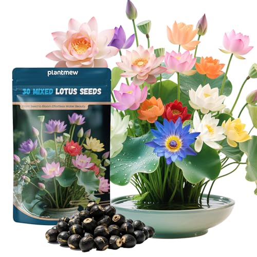 Lotus Seeds for Planting in Water 30 PCS Mixed Bowl Lotus Seeds Water Lily & Water Plants for Ponds Live Pond Plants for Outdoor Ponds Floating Pond Plants Indoor Bonsai Garden Koi Pond