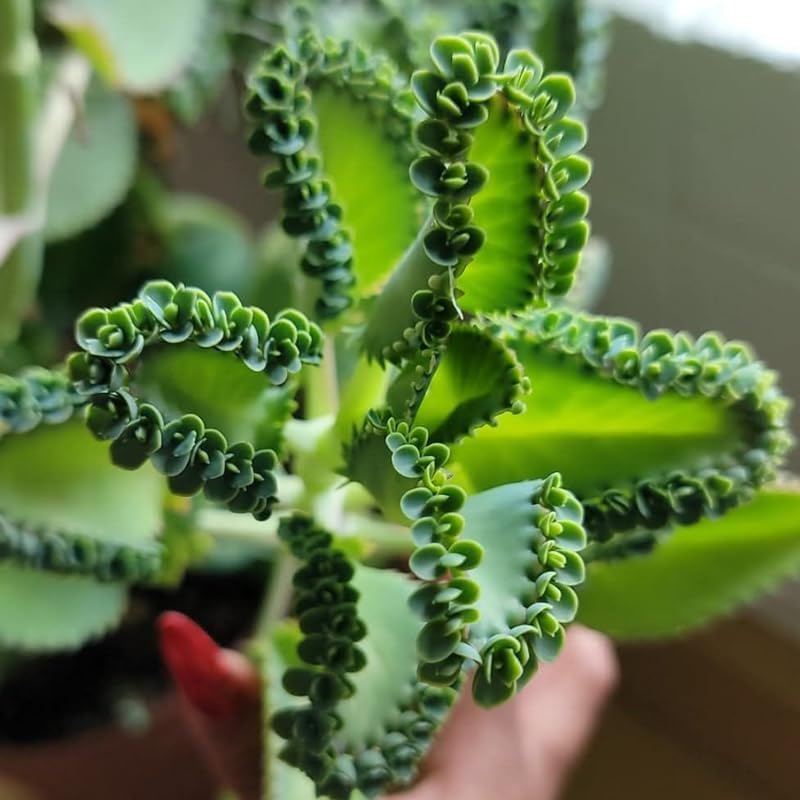 Mother of Ththousands Kalanchoe - Suculenta viva en maceta de 4 pulgadas  Planta de interior de bajo mantenimiento  Ideal para colecciones, regalos