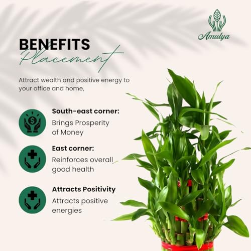 Image of Amulya Farms Live Lucky Bamboo 3 layer plant in Copper Pot | Bamboo Plants for home decoration | Indoor Plants for Home | Ideal for Living room, Balcony, Office desk & Kitchen | Lucky Vastu Plant |