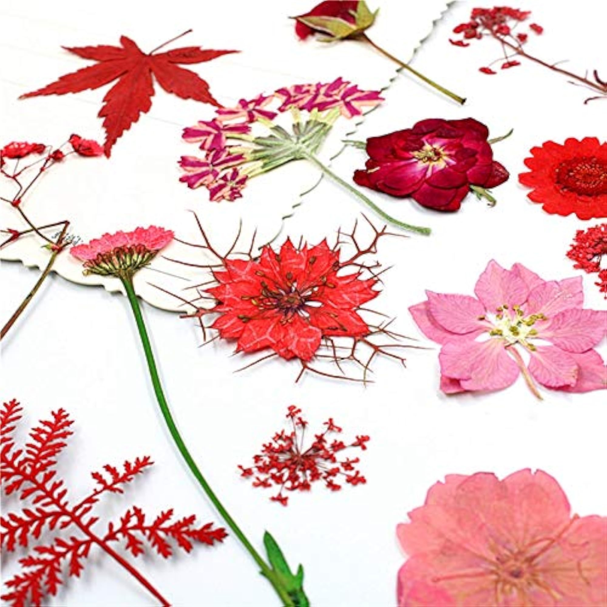 Real Dried Flowers for DIY Projects