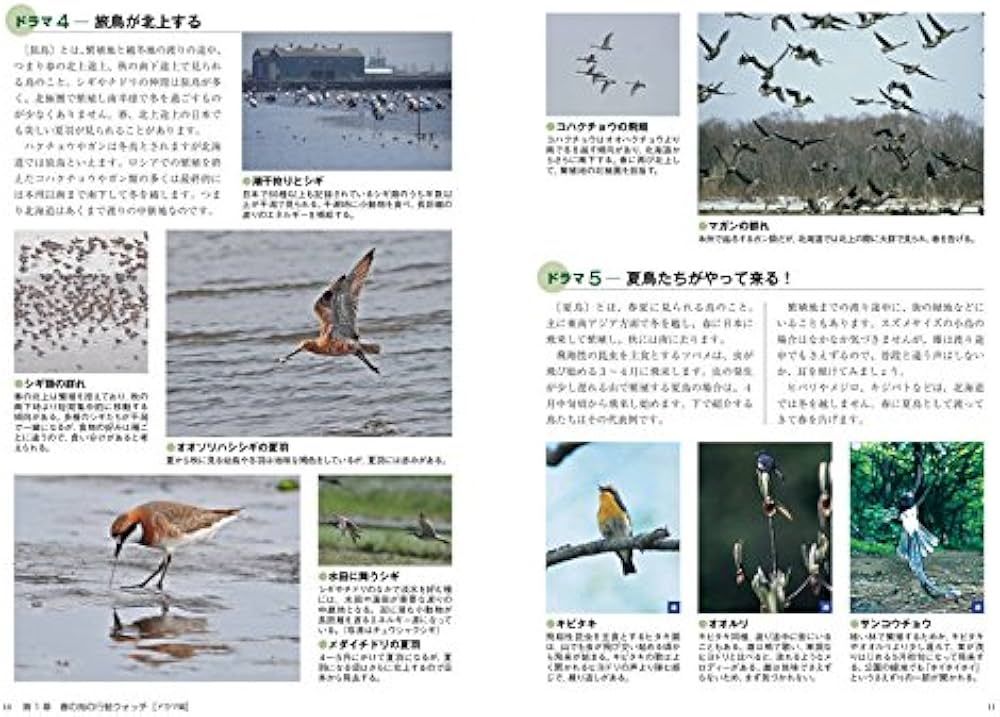 DVD付季節の野鳥図鑑「春の野鳥」を見に行こう! | 安西 英明, 安西