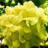 20 Stks Hortensia Zaden Bloemplant Home Office Ornament Tuin Pot Bonsai Decor Gele Hortensia Zaden voor Vrouwen, Mannen, Kinderen, Beginners, Tuinmannen Gift