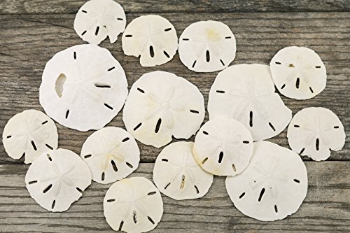 Nautical Crush Trading Sand Dollar | 2 to 3.25 Imperfect Sand Dollars 15pk | Seashell Wedding