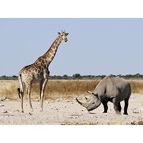 Fine Art PrintsSteiglitz Black Rhinoceros Giraffe Etosha Namibia Photo Canvas Premium Wall Decor Poster Mural