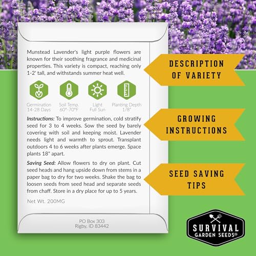 Munstead English Lavender Seeds for Planting – Compact Dwarf Hardy Perennial Herb for Indoor or Outdoor Gardens, Culinary & Fragrant Pollinator Flower - Survival Garden Seeds (1 Pack) - Image 2