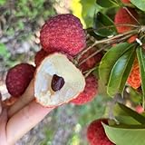 semi di litchi, balcone dei semi di Litchi chinensis, Le da giardino sono giardino esotici 12pcs