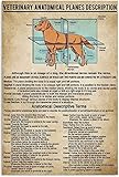 Metallschilder mit anatomischen Beschreibungen, Wissen, Veterinärmedizinische Anatomische Ebenen, Beschreibung, Blechposter, Veterinärhandbuch, Retro-Plaketten, Klinik, Krankenhauszimmer, Wanddekorati