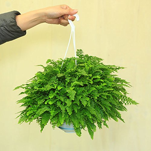 Amazon｜おしゃれ 観葉植物：ネフロレピス タマシダ ボストンファーン
