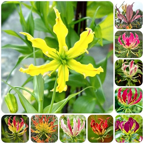 bulbi di giglio di fiamma esotiche resistenti giglio fiamma resistenti per il giardino, balcone da giardino perenni primaverile, decorazione 6pcs