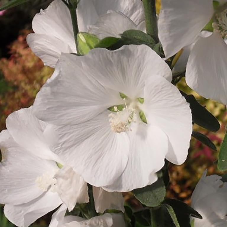 Lavatera ‘Ice White’ Mallow – Hardy Perennial Shrub with Pure White Blooms, Summer Flowering by Park Farm Plants (1 x 9cm Pot)