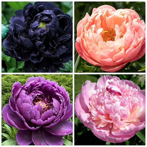 130+ Exotic Double Peony Seeds Non-GMO Heirloom Rare Peony Seeds for Planting Perennial Flowers with Ruffled Blooms Attracts Butterflies Pollinators