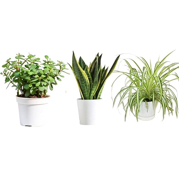 Desi Gardener Combo 3 Pcs Jade plant & Snake plant & Spider Plant | Snake & Jade & Spider Plant Indoor live Plant | Snake & Jade & Spider Plant With Pot | Indoor & Out Door Plants (B0CW1W8LQC) Amazon Price History, Amazon Price Tracker