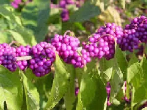 American Beauty Berry - Callicarpa Americana - 25 semi - beautyberry