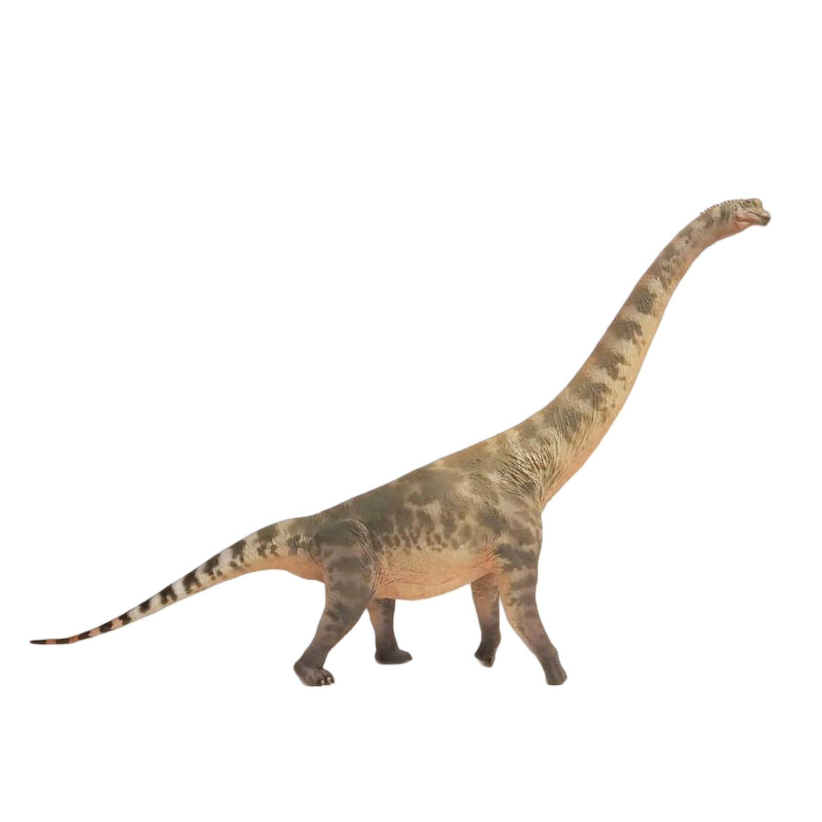 Amazon.co.jp: 【予約発売】HAOLONGGOOD 1/35サイズ ブラキオサウルス