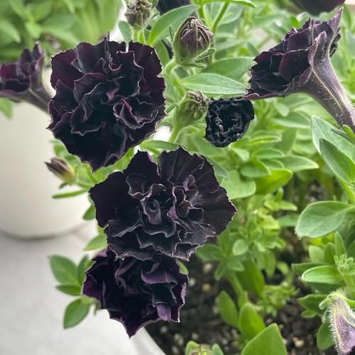 semi di petunia, rampicanti resistenti decorative da giardino 350pcs