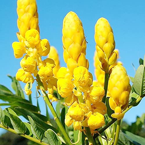 Cassia Alata Seeds Senna Alata Exotic Evergreen Shrub Perennial Deer Resistant Ornamental Bee-Attracting Rock Garden Border Landscape Outdoor 20Pcs By Yegaol Garden #TOP4