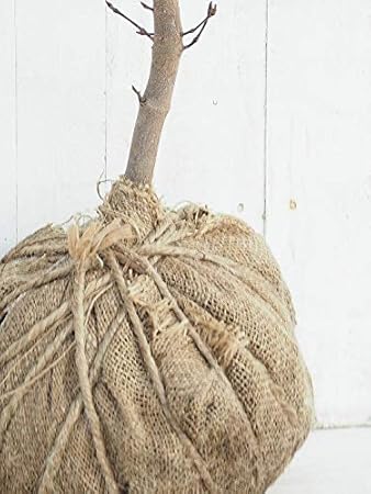 Amazon ヤマボウシ 苗 ブルーミングピンクテトラ 約1 0m 根巻き苗 植木