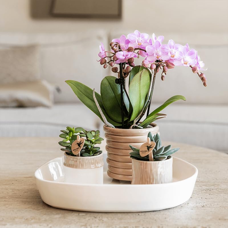 Cache-pot Tree sable en céramique design épuré pour succulentes - 5