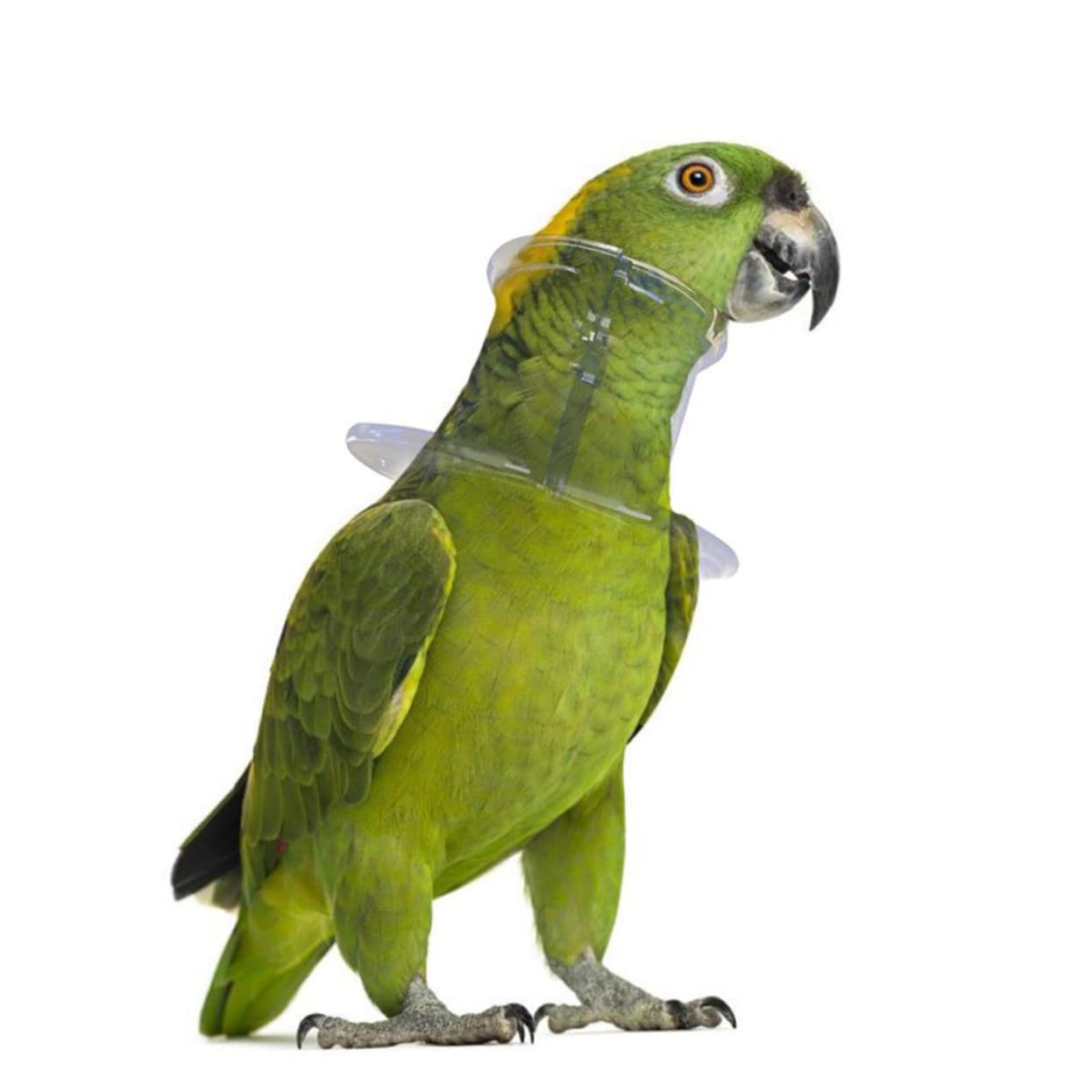 HANABASS 3pezzi Collare Antipulci per Pappagalli per Macaw Previene Autolesionismo e Biting e