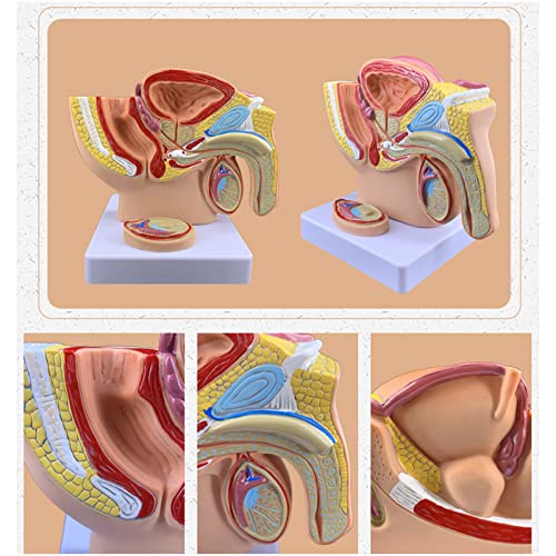 Modello di sistema urinario riproduttivo del