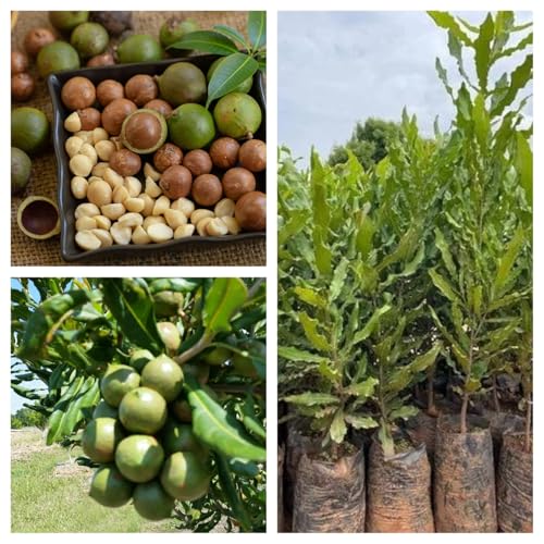 1 HYBRID ORGANIC MACADAMIA NUT/BADAM ORIGINAL AUSTRALIA FRUIT PLANT OUTDOOR GARDEN LIVE ALL TIME TREE