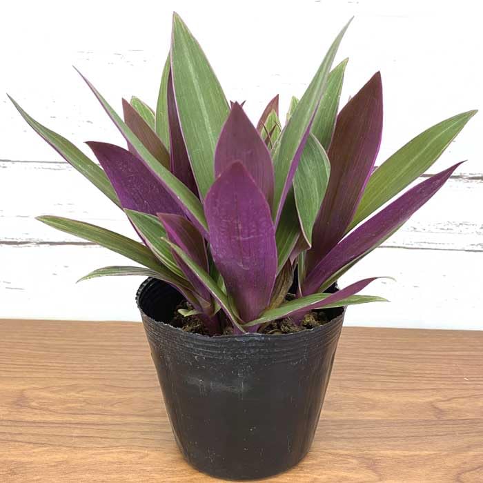 Amazon.co.jp: ムラサキオモト オーロラ 10.5cm ポット苗 観葉